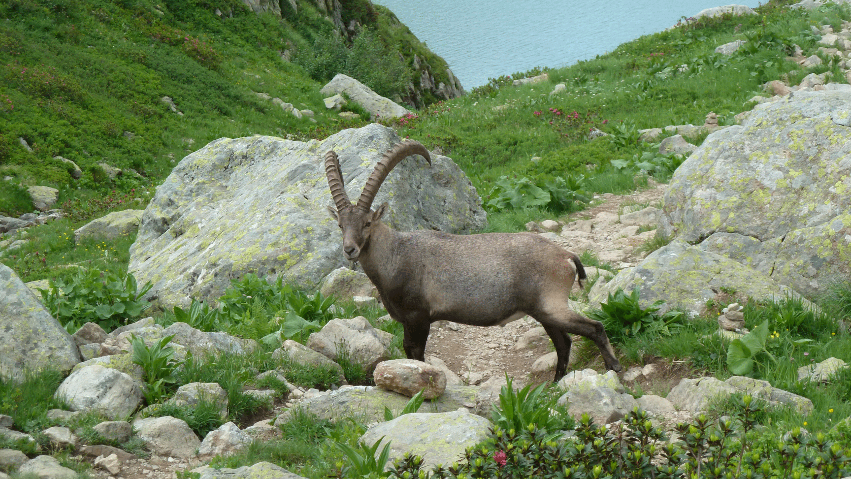10--bouquetin-aiguilles-rouges